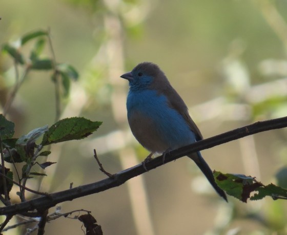 Blue Waxbill
