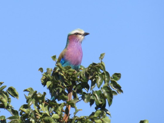Iconic bird of the park - Lilac Breasted Roller