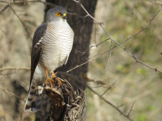 Highlight of the Day. Little Sparrowhawk