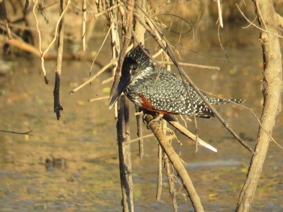 Giant kingfisher