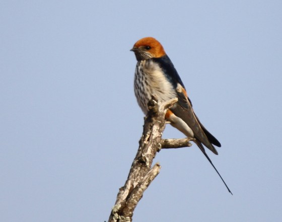 Lesser Striped Swallow
