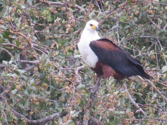 Fish Eagle
