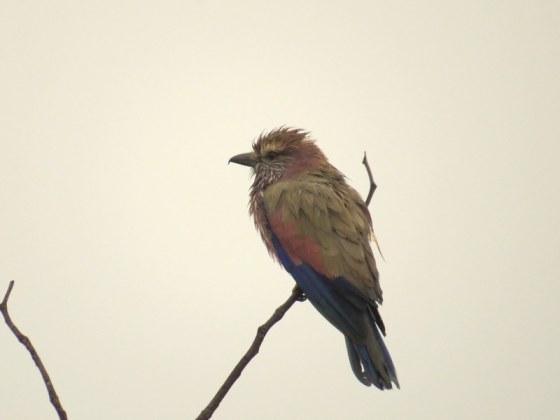Wet Lilac Breasted Roller