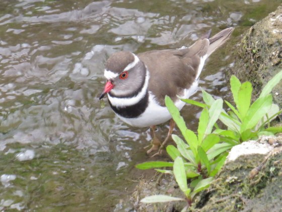 Three banded plover