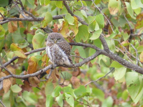 Pearl Spotted Owlet