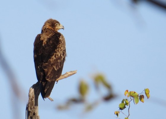 Brown Snake Eagle