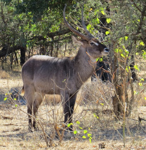 Water Buck