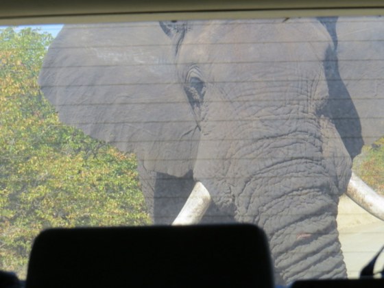 Chased by an elephant is not funny!