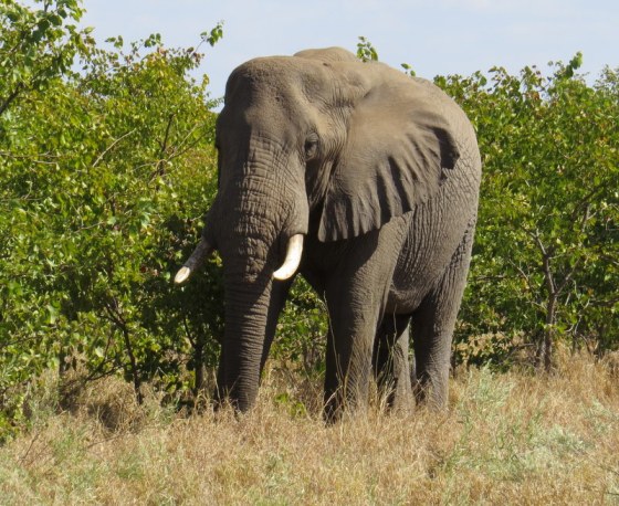 Lone Bull Elephant