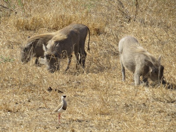 Warthogs