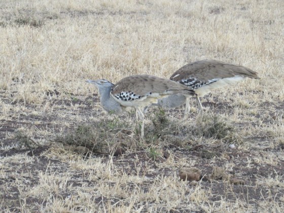 Kori Bustards