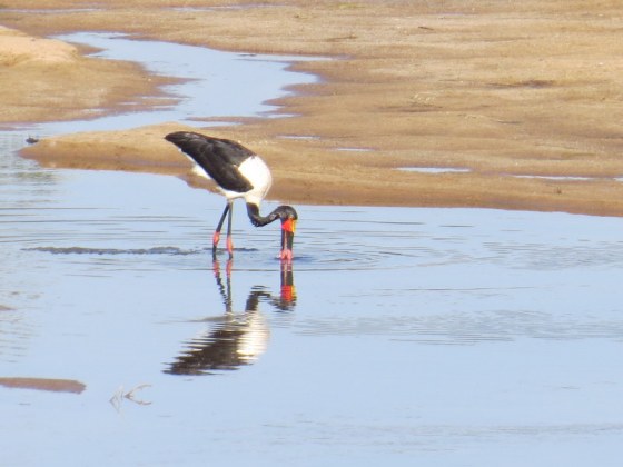 Saddle-billed Stork