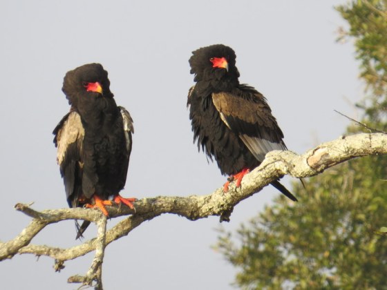 Bateleurs posing obligingly