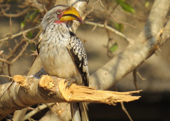 Yellowbilled hornbill right next to me at Toshokwane