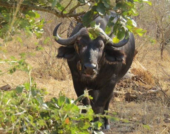 Spider Webs in the early morning