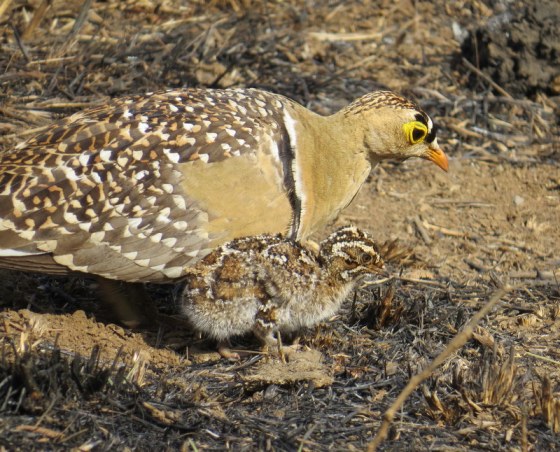 Male sandgrouse with chick