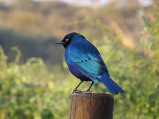 Glossy Starling