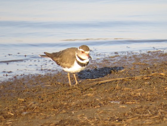 Three Banded Plover