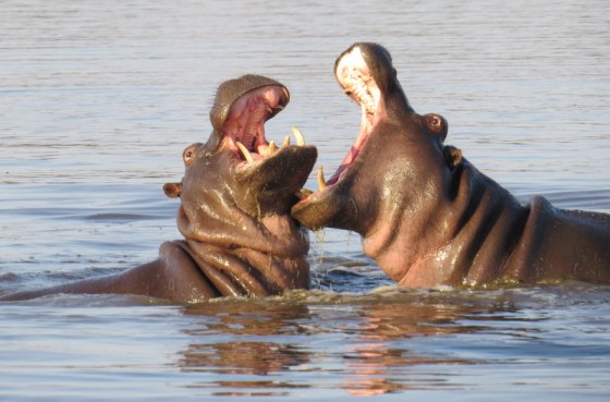 What toothpaste do you use