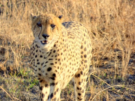 Earl;s Cheetah