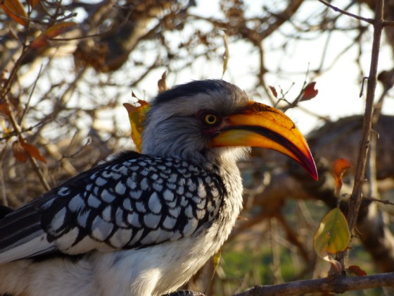 Yellow-billed Hornbill by Earl