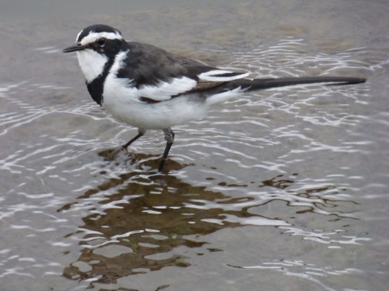 African Pied Wagtail