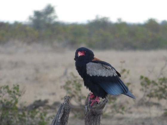 Bateleur