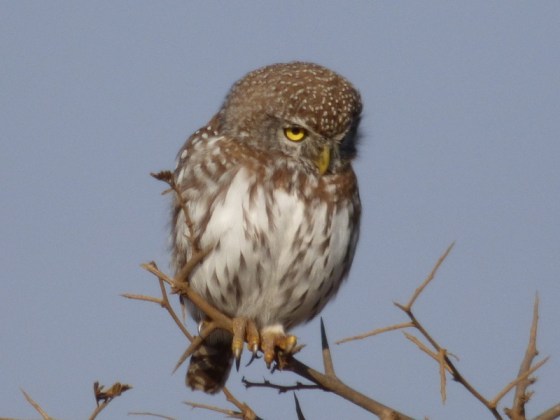 Pearl Spotted Owlet