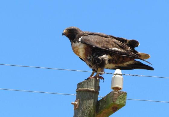Jackal Buzzard