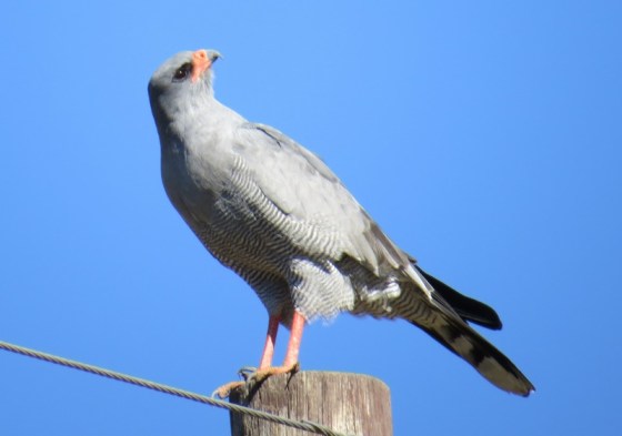 Pale Chanting Goshawk