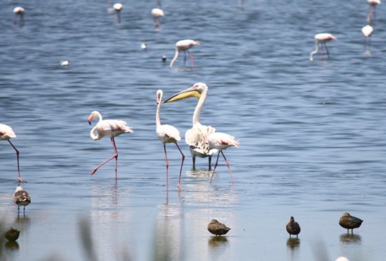 A pelican socialising with flamingoes 