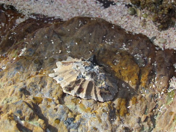 This limpet has a huge appetite and lives on micro organisms and algaes that live on the rocks
