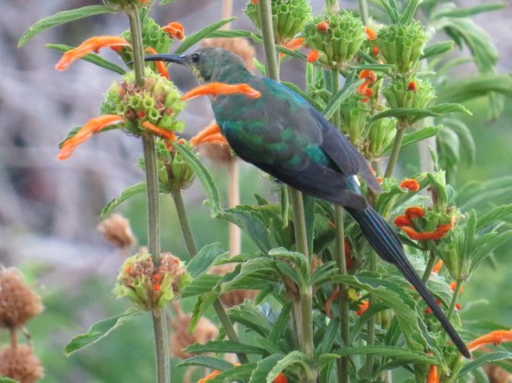 Malachite Sunbird
