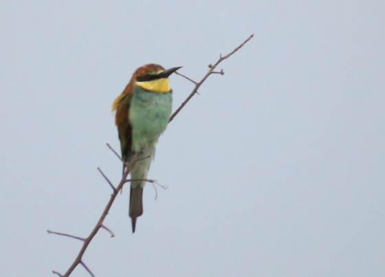 European Bee-Eater