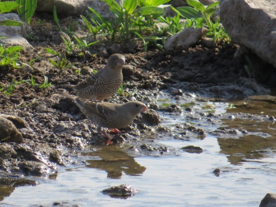 Two female red-headed finch