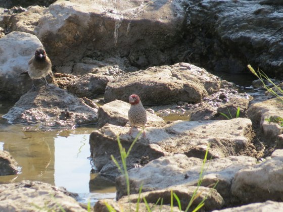 Male Red-headed finch with Red-eyed bulbul in the background