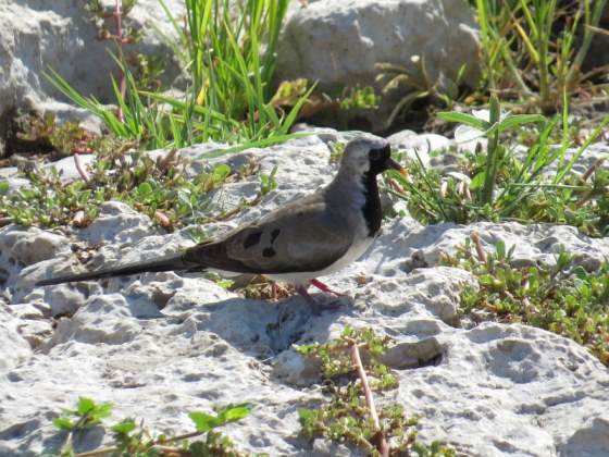 Male Namaqua Dove
