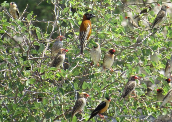 A beautiful bird tree with quelea and chestnut weaver (top) and shaft-tailed whydah (bottom)
