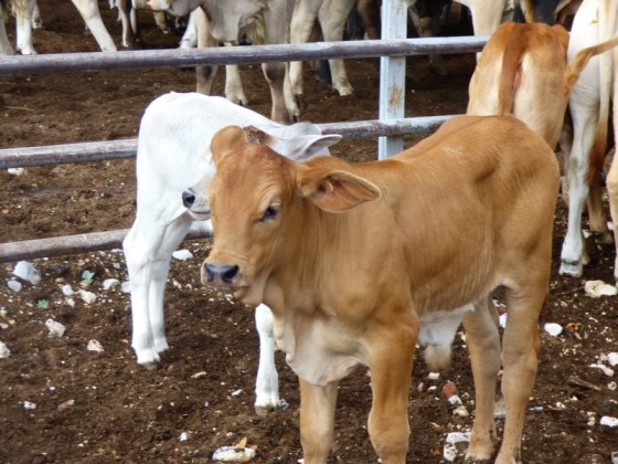 The calves are so cute