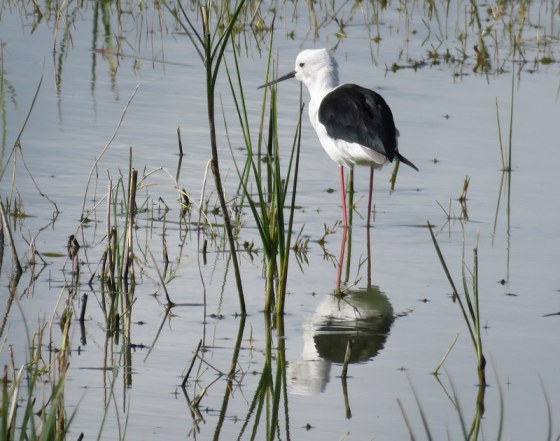 The stilt is a common resident.