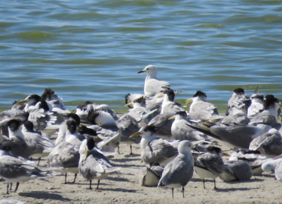 There were many swift terns fraternising with the gulls too.