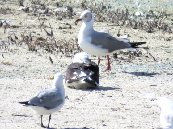 We delighted to find a grey-headed gull among the usual Hartlaub's gulls