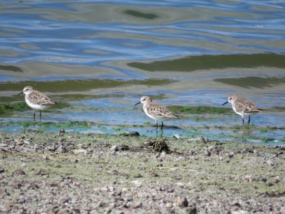 And there were plenty of stints in the water and in the air