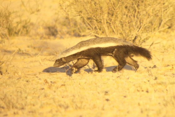 001 Honey Badger Earl 2015-03-16 07-06-13 AM 2701x1811