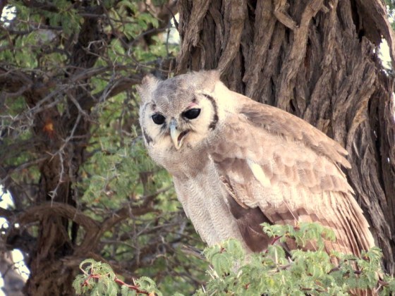 001 Juvenile Vereaux's Eage-owl Helen Powershot 2015-03-22 07-15-31 AM 4608x3456