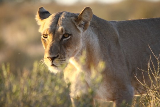 001 Lion Earl 2015-03-15 06-57-037