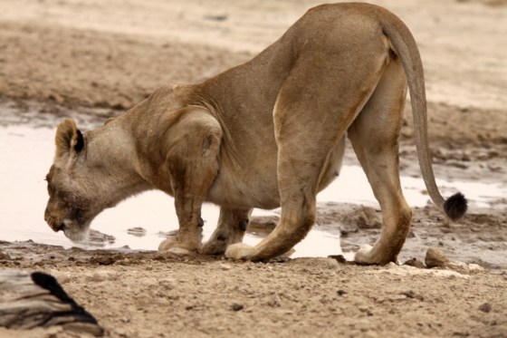 Thirsty Lioness