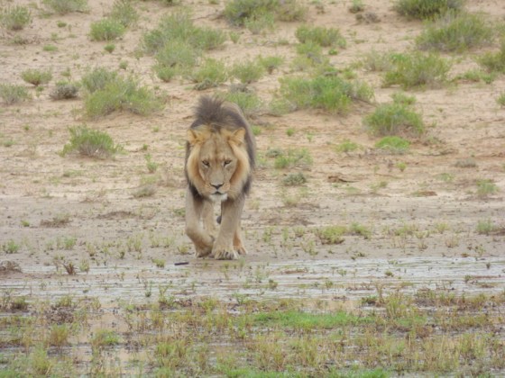 001 Lion Helen 2015-03-30 08-04-09 AM 4608x3456