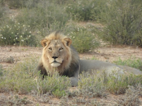 001 Lion Helen 2015-03-31 07-51-12 AM 4608x3456