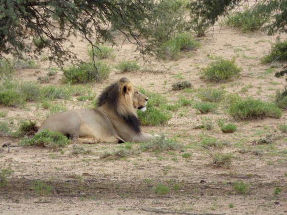 001 Lion Helen Panasonic 2015-03-30 07-46-40 AM 4608x3456